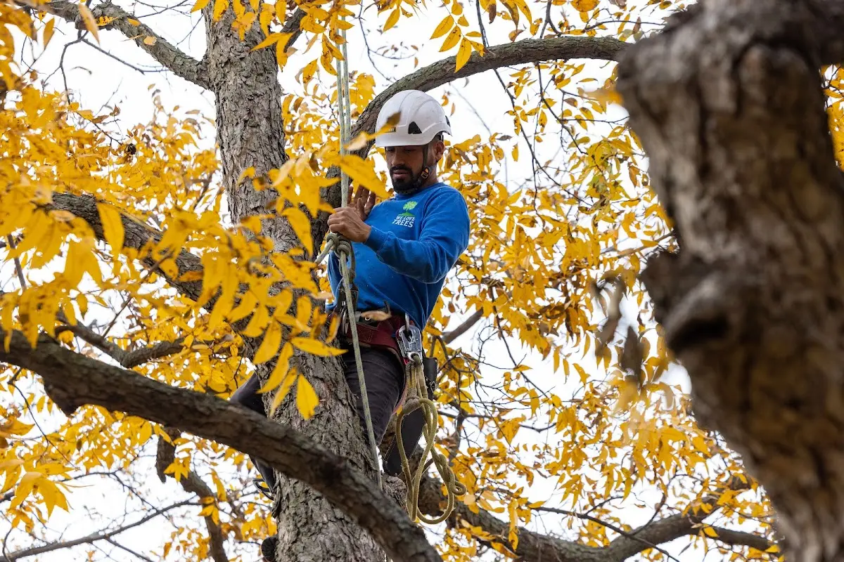 Skilled Tree Transplanting crew working in Smithfield